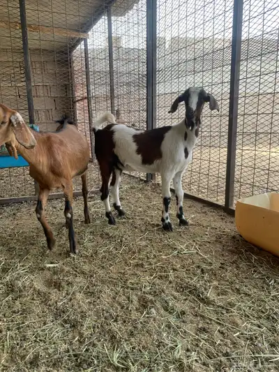 جفرات جنوبيه مشروكه 2