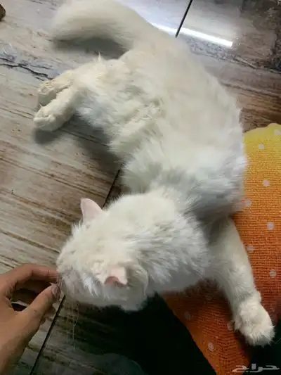 بسه 7