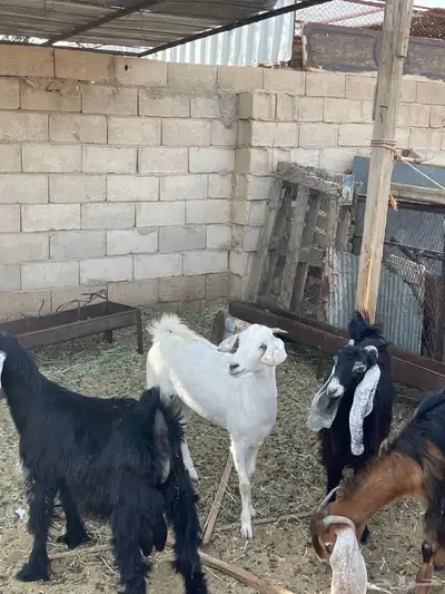 جفره بيشيه حبص 0