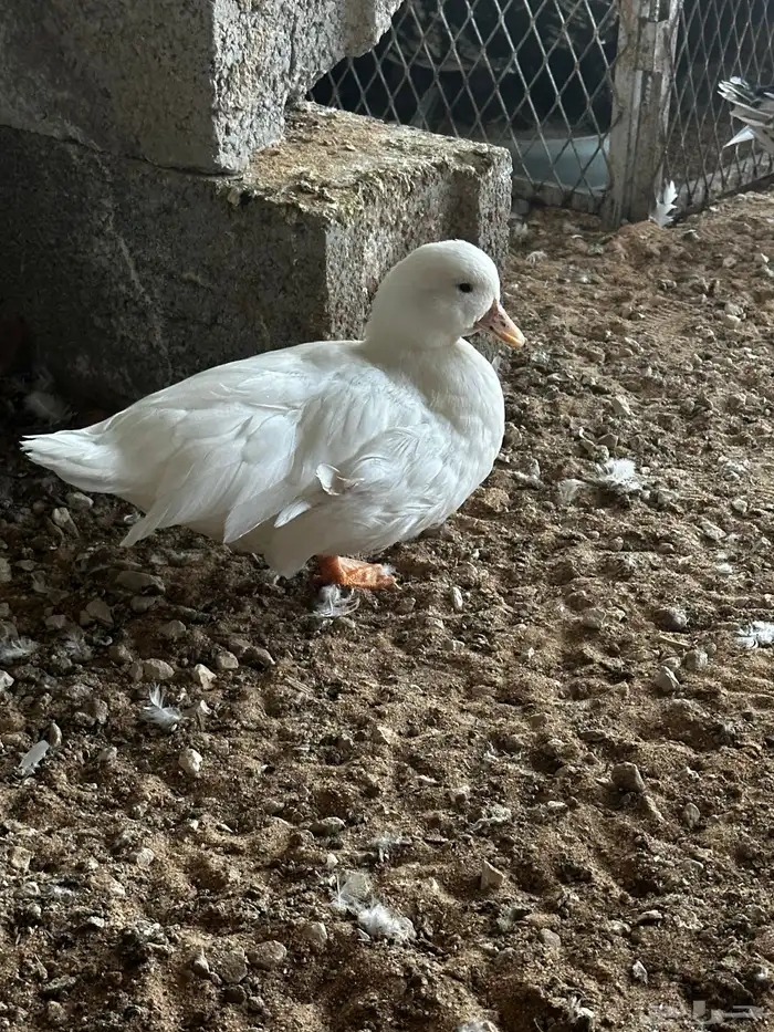 بط صيني 0