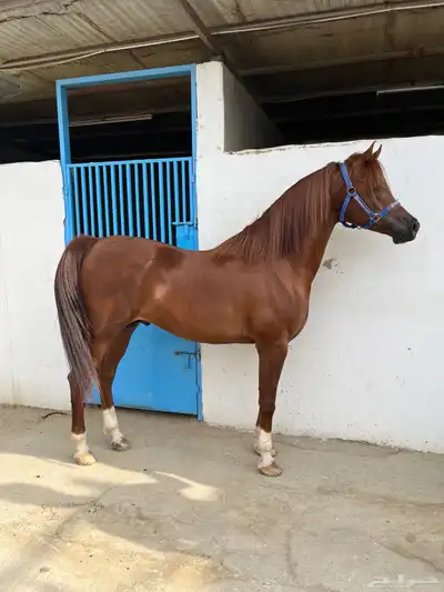 حصان حفيد الرشيم البيع شعبي 2