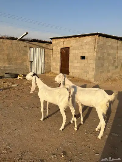 عنز ثنيه معزا دفيع ثنايا هولنديه حجازيه دافع 3