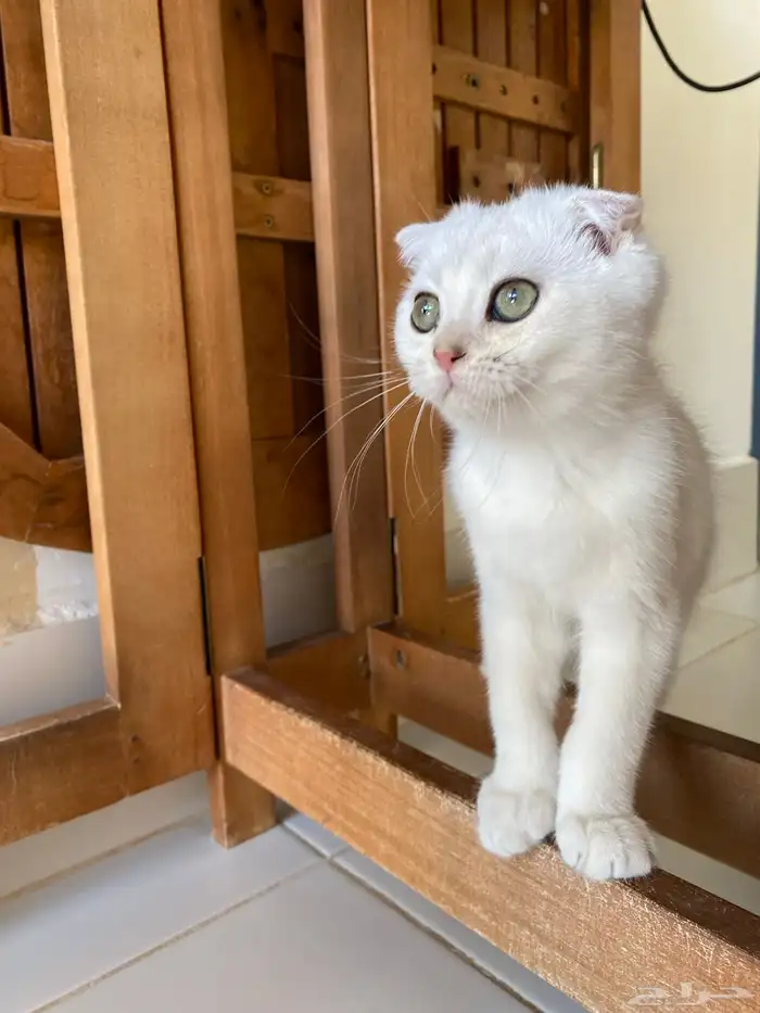 كيتن ذكر مسجل للبيع 9