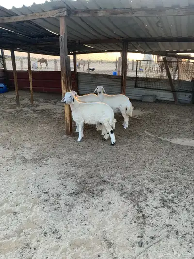 رخال جذعات كفو 0