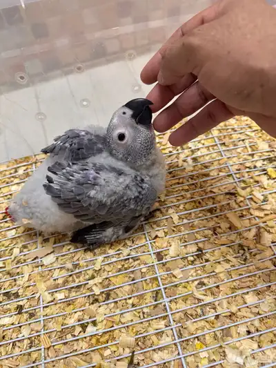 فرخ كاسكو انتاج محلي طفره 1