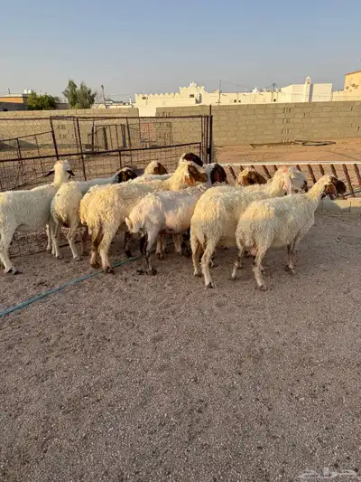 نعيم مقاني 2