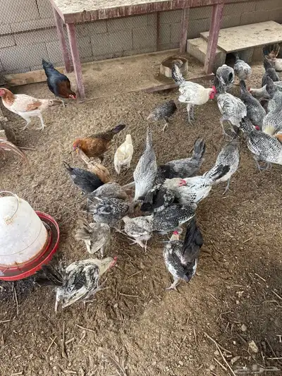 دجاج منوع بأسعار مناسبة 0