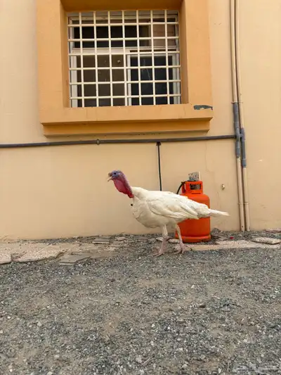للبيع ديك رومي 2