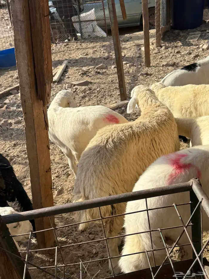 رخله نظيفة حلال شايب للي يبي يذبح 2