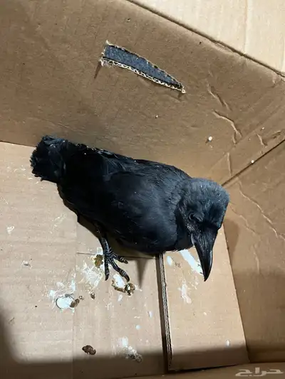 غراب 2