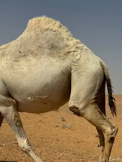 ذود للبيع 3