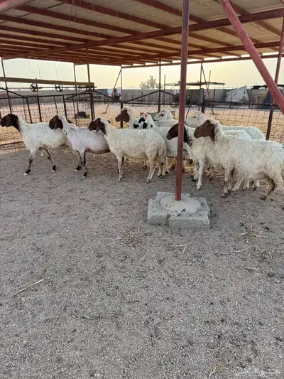 نعيم مقاني 4