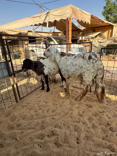 ساكني جدع مربى ثلاث شهور 0