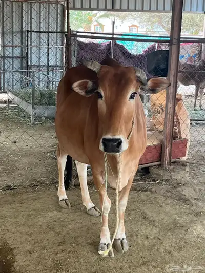بقرة بلدية للبيع 2
