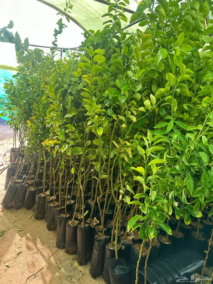 شتلات حمضيات برتقال ويوسفي ملكي 1