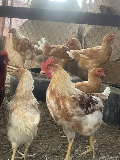دجاج تركي 1