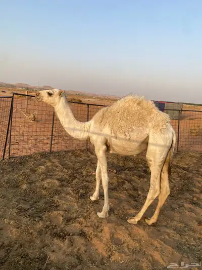 للبيع بكره العمر 7شهور 1