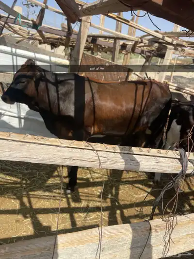 بقره البيع 1