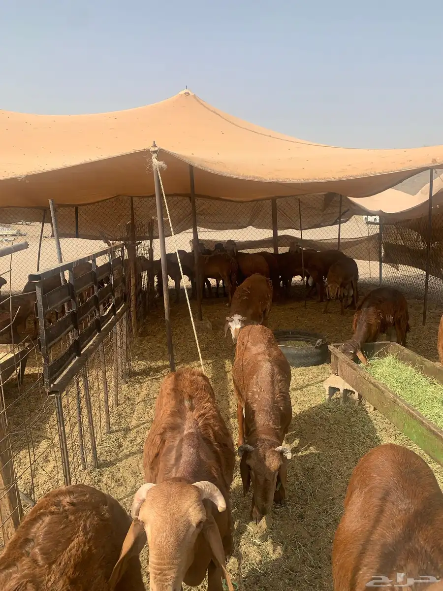 سواكن حمري مرباه 3 شهور ونص index
