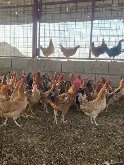 دجاج بلدي بياض 2