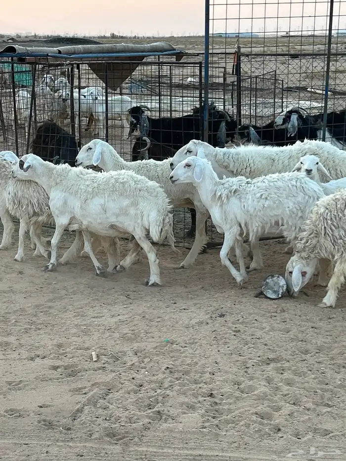 غنم حريات للبيع 1