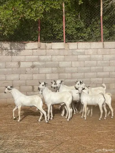 تيوس بيشية جبره وصحتها ممتازة للبيع من حلالي 0