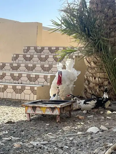 للبيع ديك رومي 1