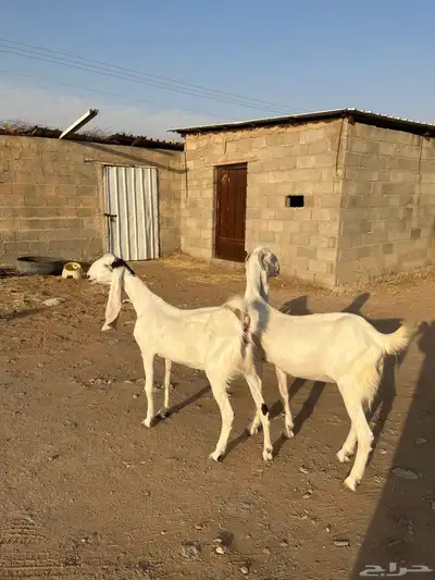 عنز ثنيه معزا دفيع ثنايا هولنديه حجازيه دافع 5