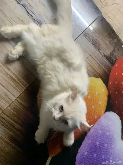 بسه 9