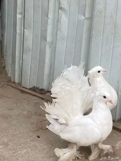 زوج رقاص هندي 1