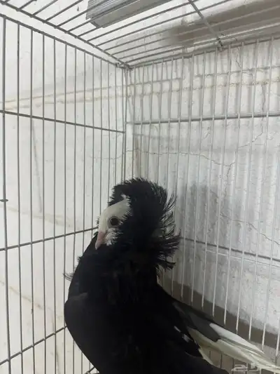 زوج بالجيكي 0