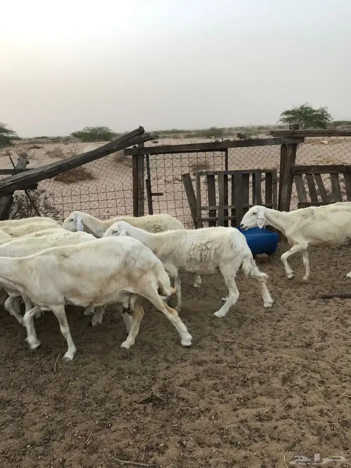 ضان دفع شرط تم البيع 3