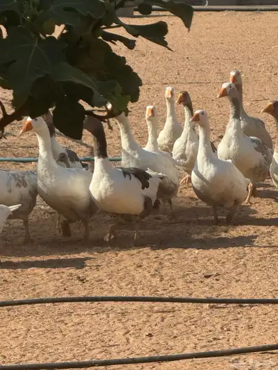 حائل 2