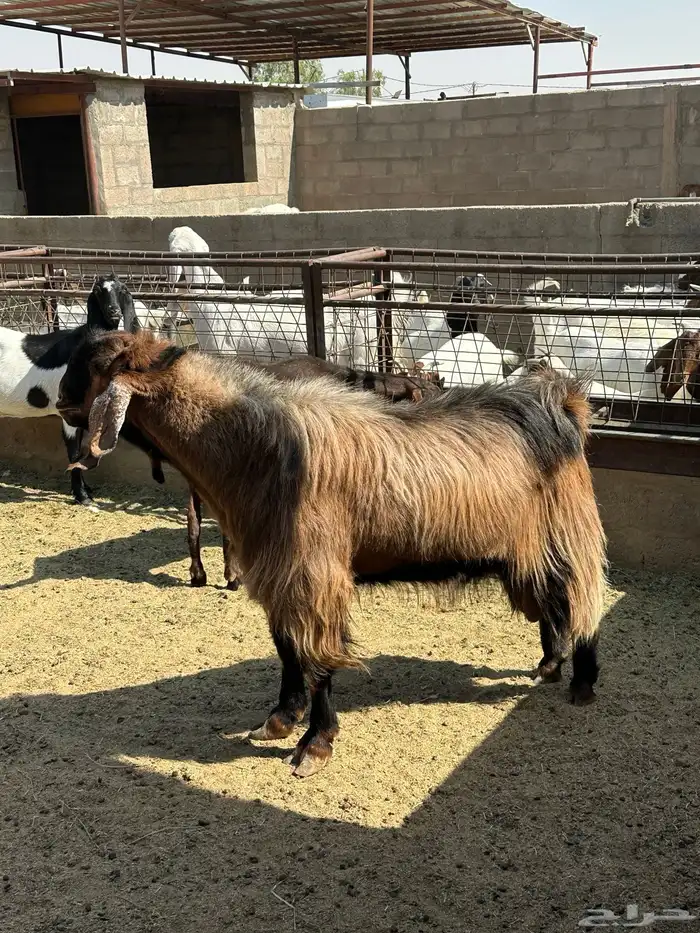تيس مصري فاخر 1