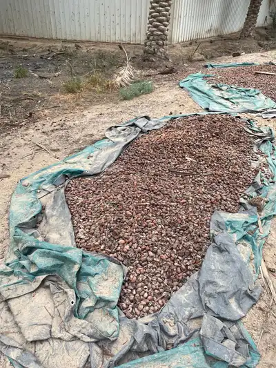 تمور علف للحيوانات 0