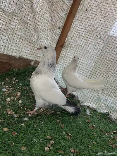 للبيع طبات الام وحشيه والاب قولدن 2