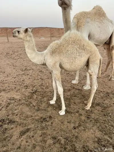 قعود للبيع 1