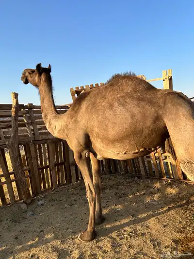 لقحه مجهم من فروع البل مجموع بالحليب ناقة سطل شرط تمم البيعع 0
