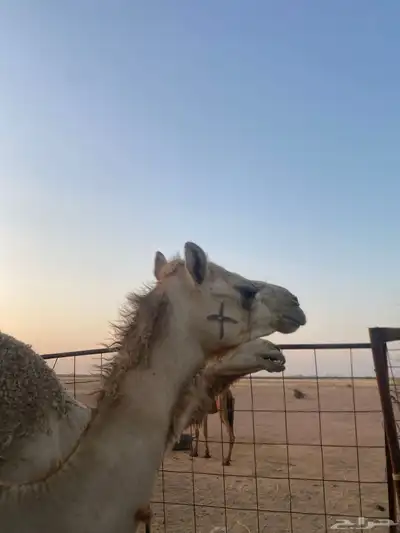 بكره للبيع 4