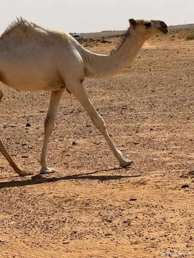 ذود للبيع 5