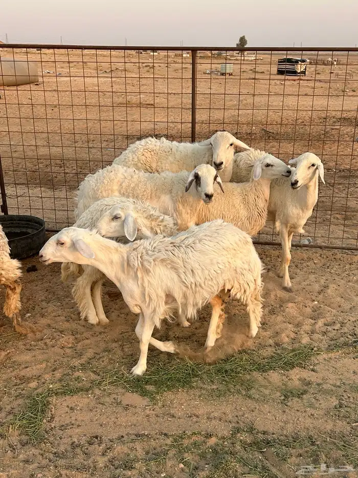 غنم حريات للبيع 8