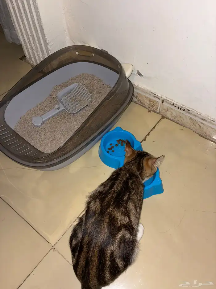 للبيع قط عتابي 10