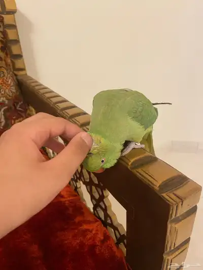 دره ذكر متكلم واليف و هدد داخلي 3