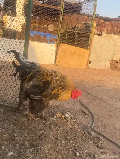 دجاج براهما 5