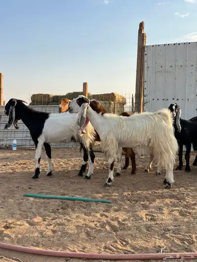 معزا مشاريك 5