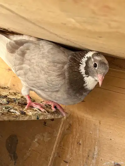 جوزين قطايف للبيع 4