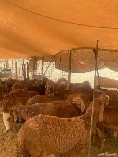 سواكن حمري مرباه 3 شهور ونص 0