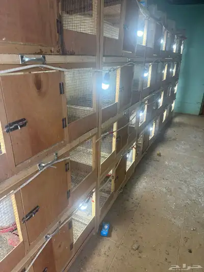 بطاريات صوص مع السقايات مع الاناره 2
