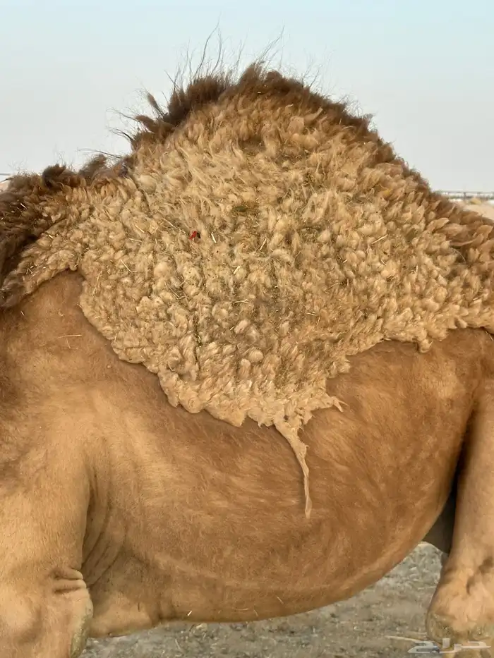 قعود مفرود طيب احمر 1