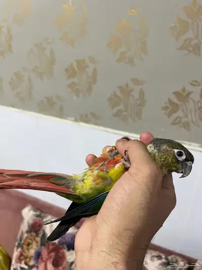 ببغاء كنيور اليف جدا 6